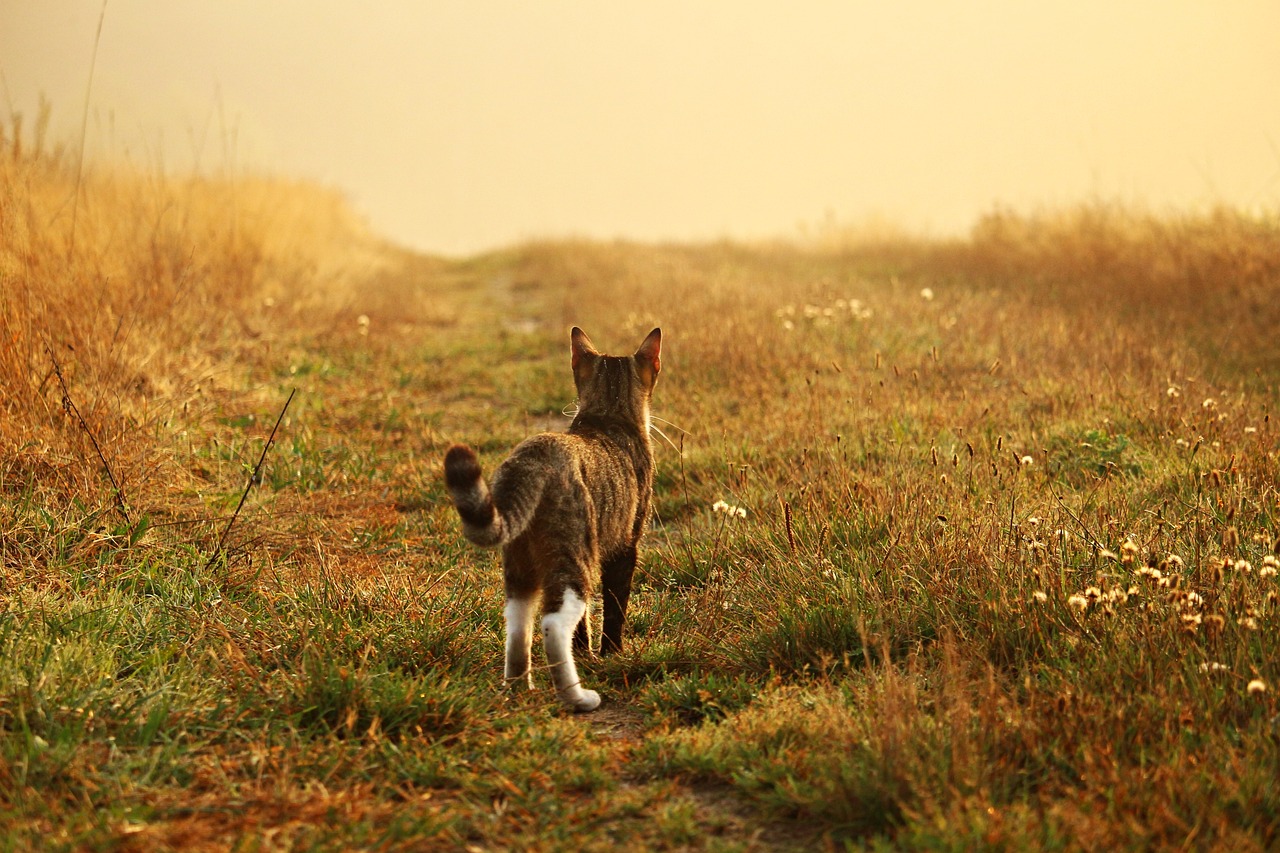 灰猎犬号电影高清版免费观看——视觉与情感的完美融合