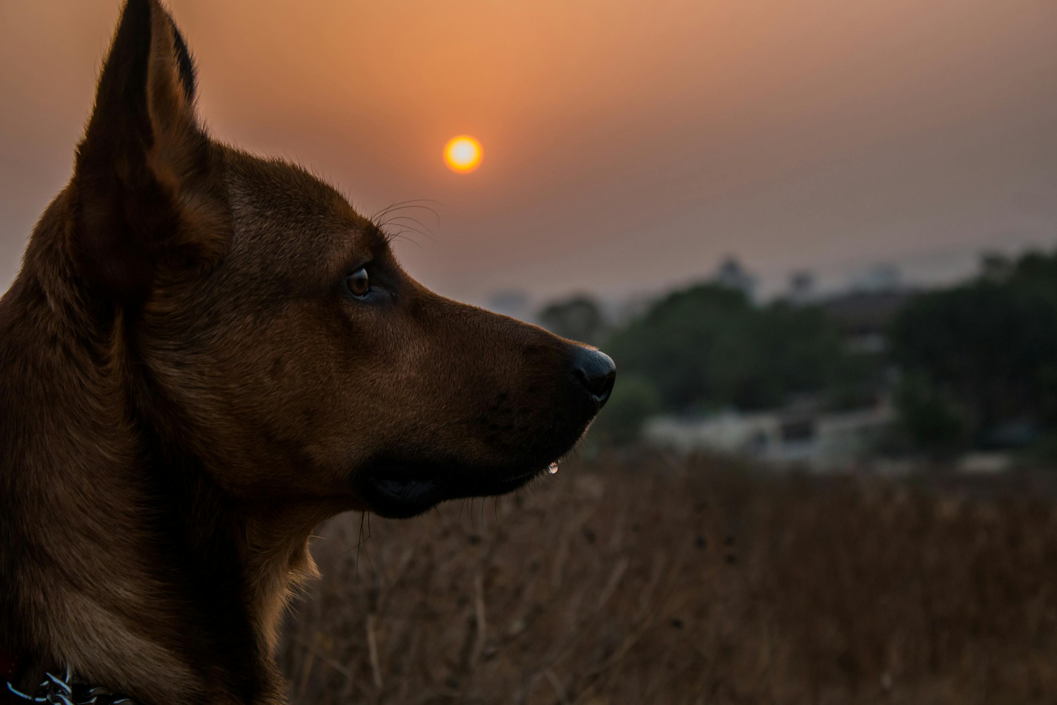 风犬少年的天空，免费观看，感受青春成长共鸣